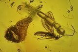 Fossil Parasitic Wasp, Hairy Leaf, and Moth Fly in Baltic Amber #234494-1